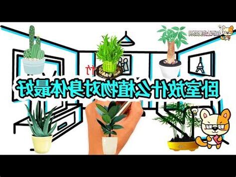 睡房 植物